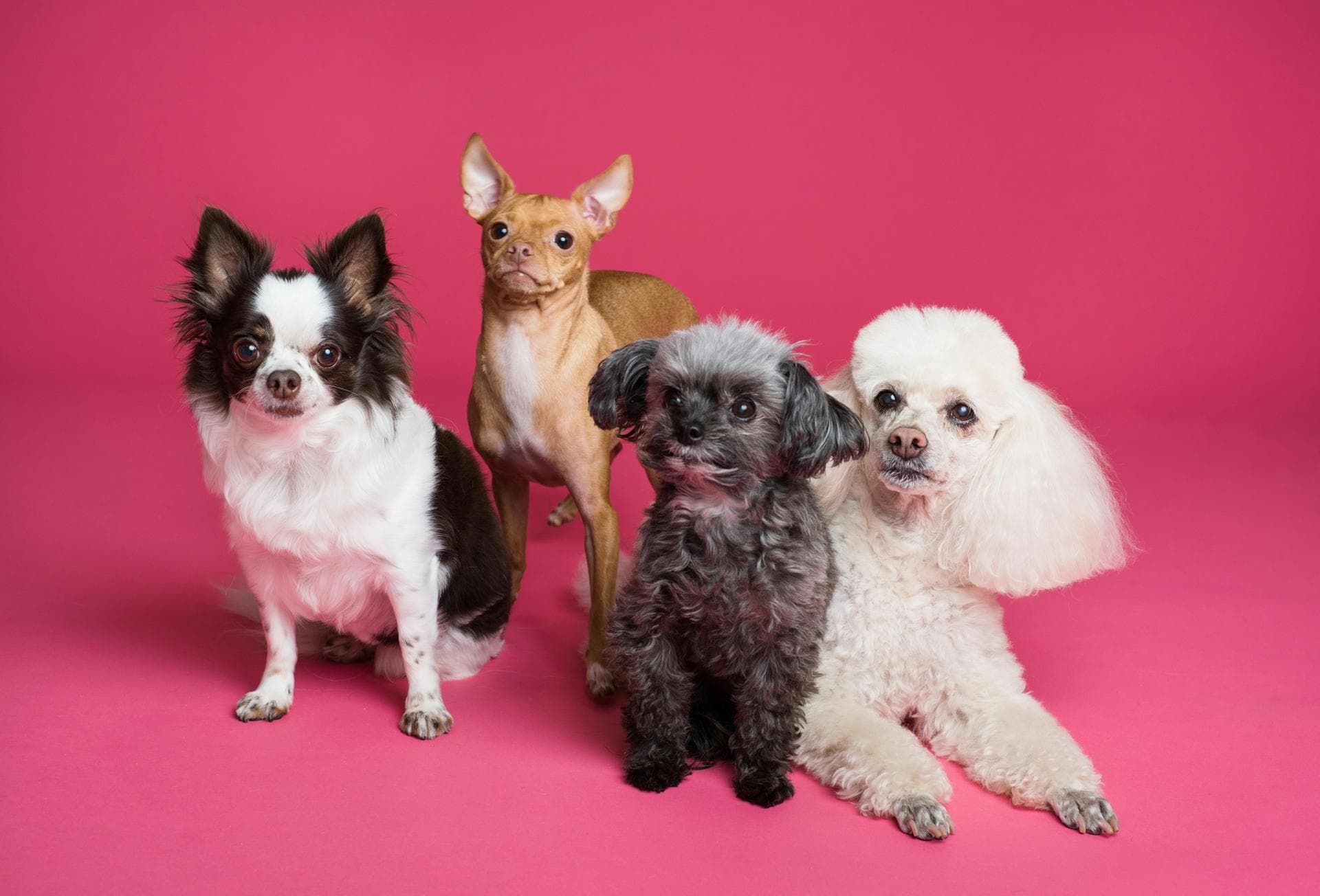 Emergency Vets in Sunderland