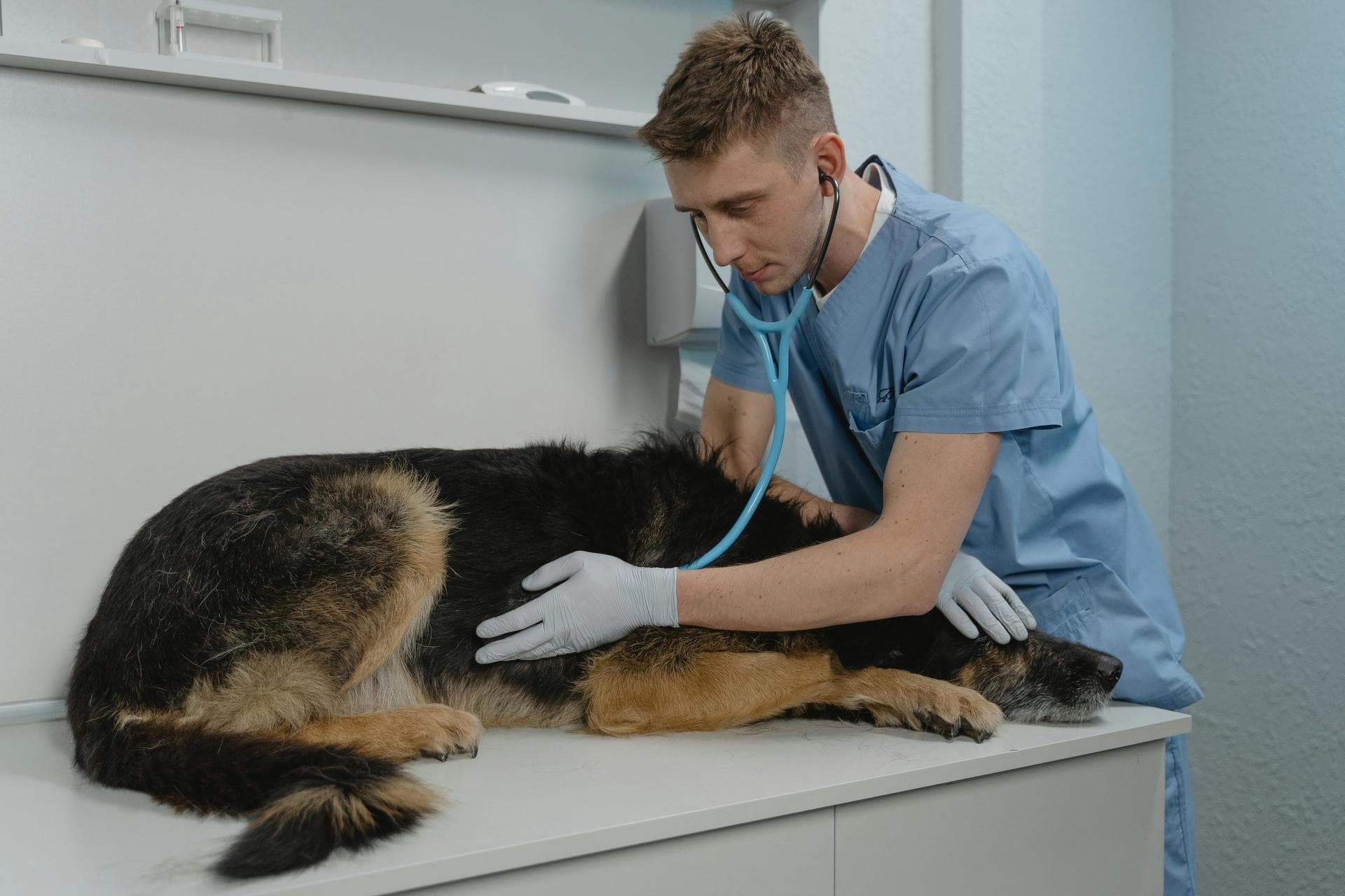 Best Vets in Sunderland
