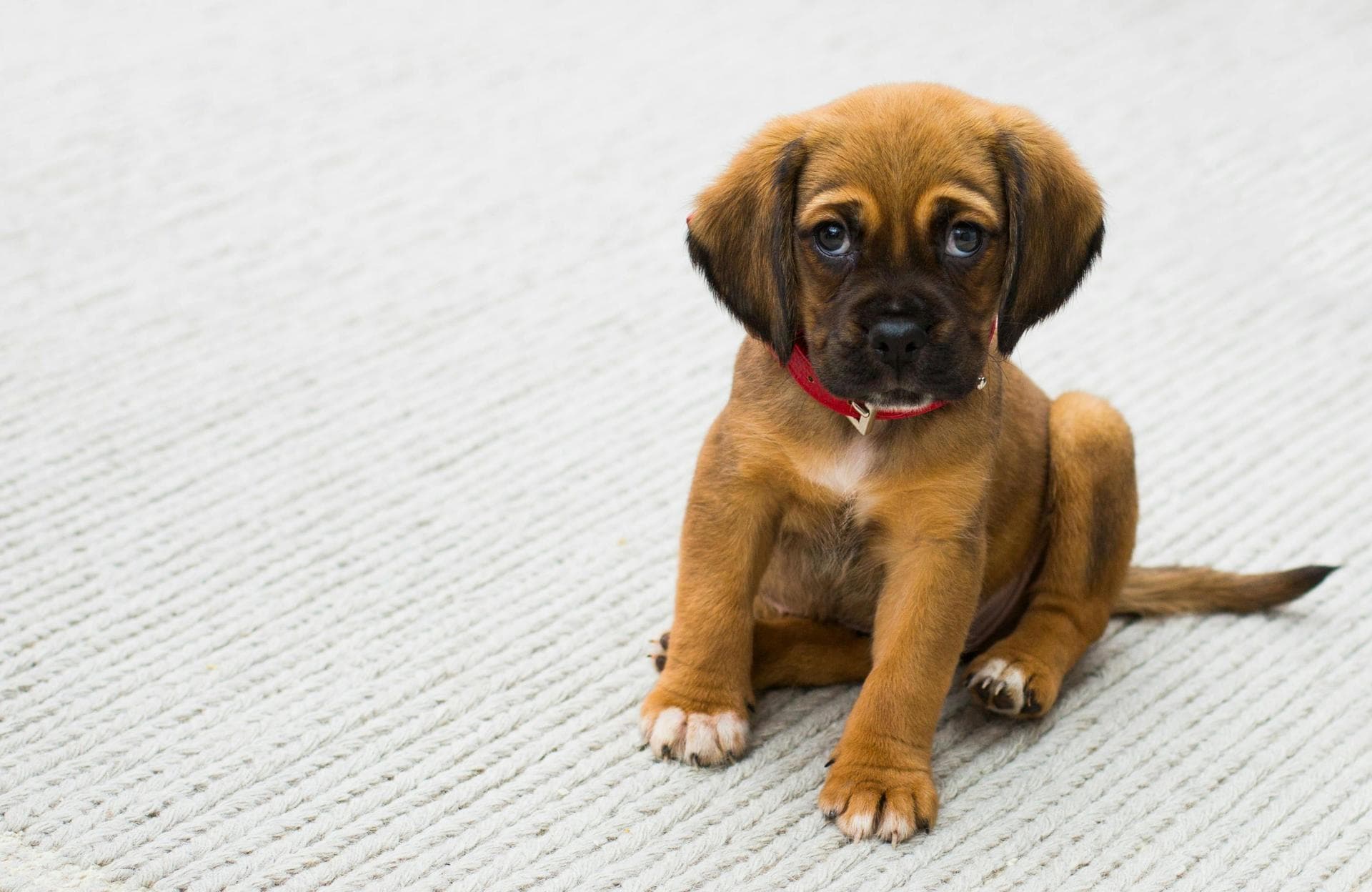 Specialist Vets in Sunderland