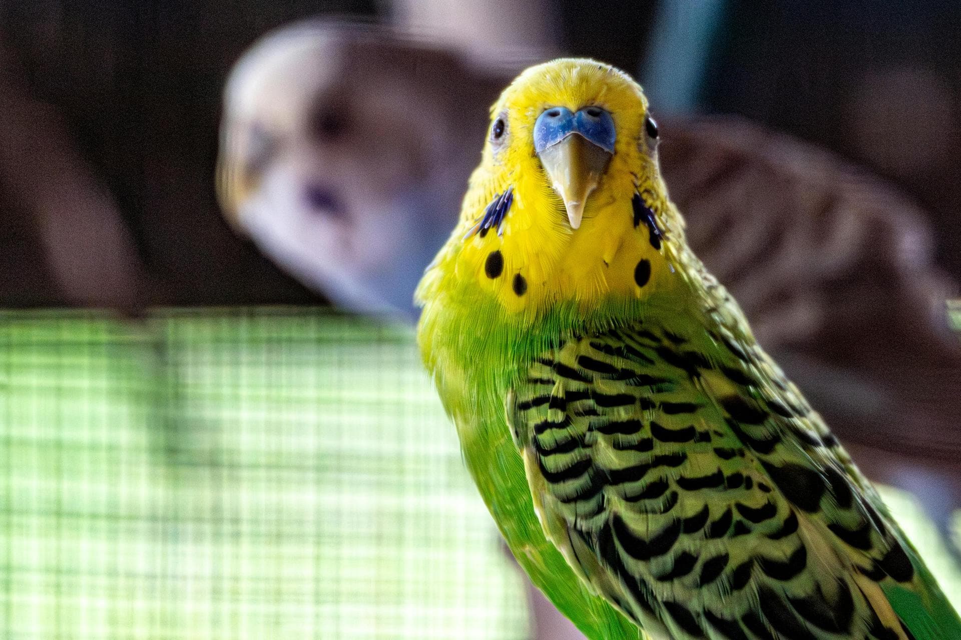 Farm & Large-Animal Vets near Sunderland